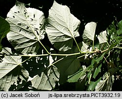 Tilia tomentosa