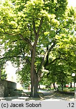 Tilia platyphyllos