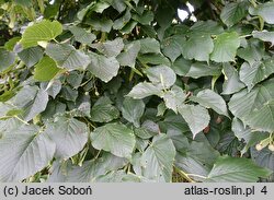 Tilia amurensis (lipa wonna)