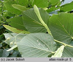 Tilia amurensis (lipa wonna)