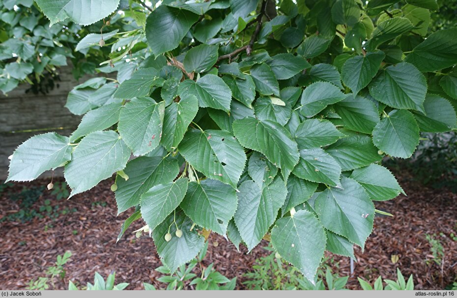 Tilia amurensis (lipa wonna)