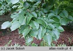 Tilia amurensis (lipa wonna)