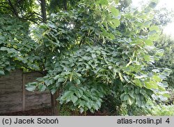 Tilia amurensis (lipa wonna)