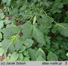 Tilia Konieczko
