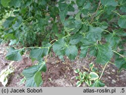 Tilia ×flaccida Diversifolia
