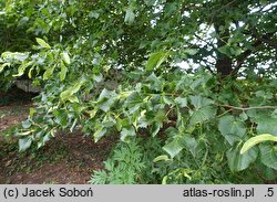 Tilia ×flaccida Diversifolia