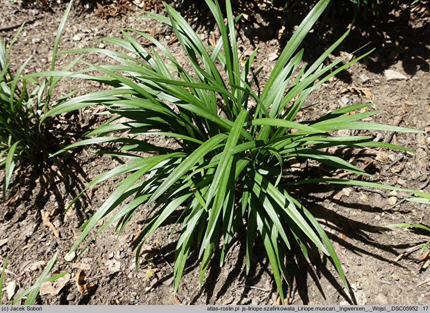Liriope muscari Ingwersen