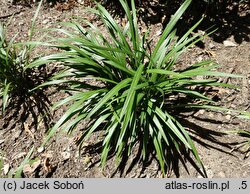 Liriope muscari Ingwersen