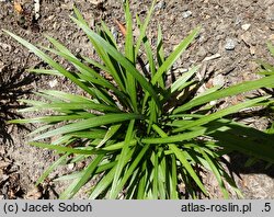 Liriope muscari Ingwersen