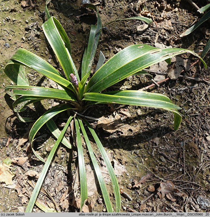 Liriope muscari John Burch
