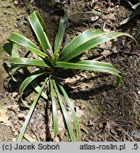 Liriope muscari John Burch