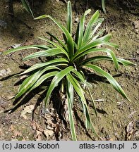 Liriope muscari John Burch