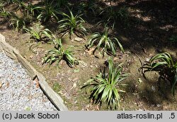 Liriope muscari John Burch