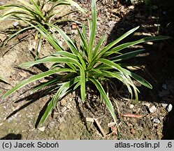 Liriope muscari John Burch