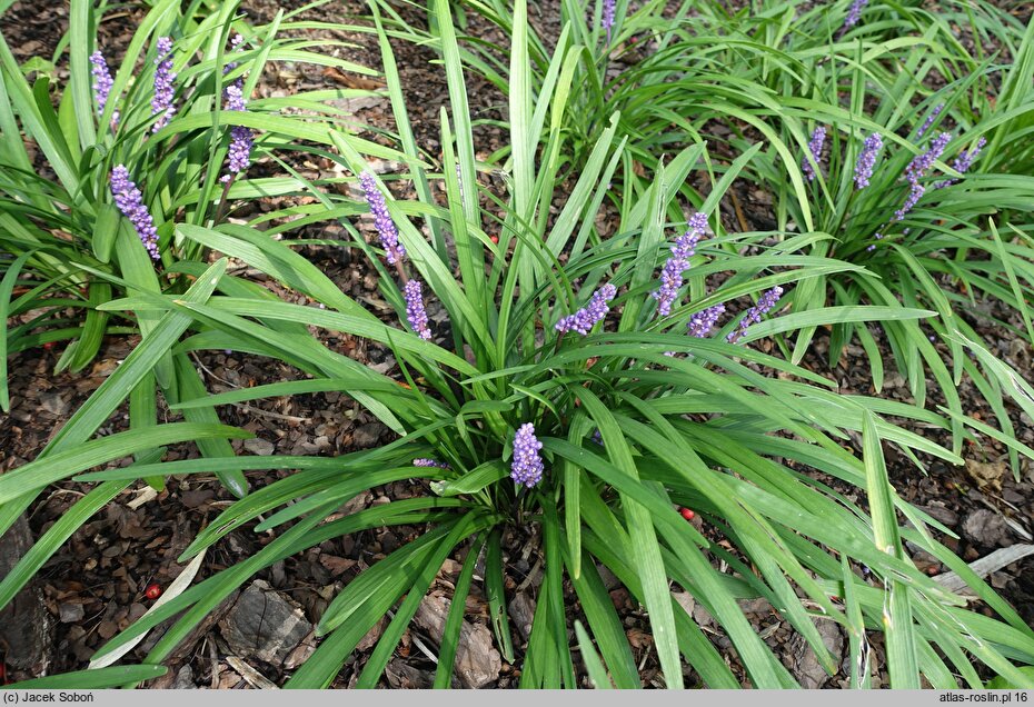 Liriope muscari Majestic