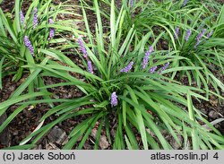 Liriope muscari Majestic