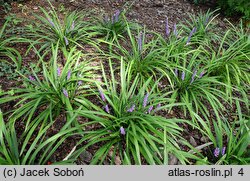 Liriope muscari Majestic