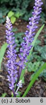 Liriope muscari Majestic