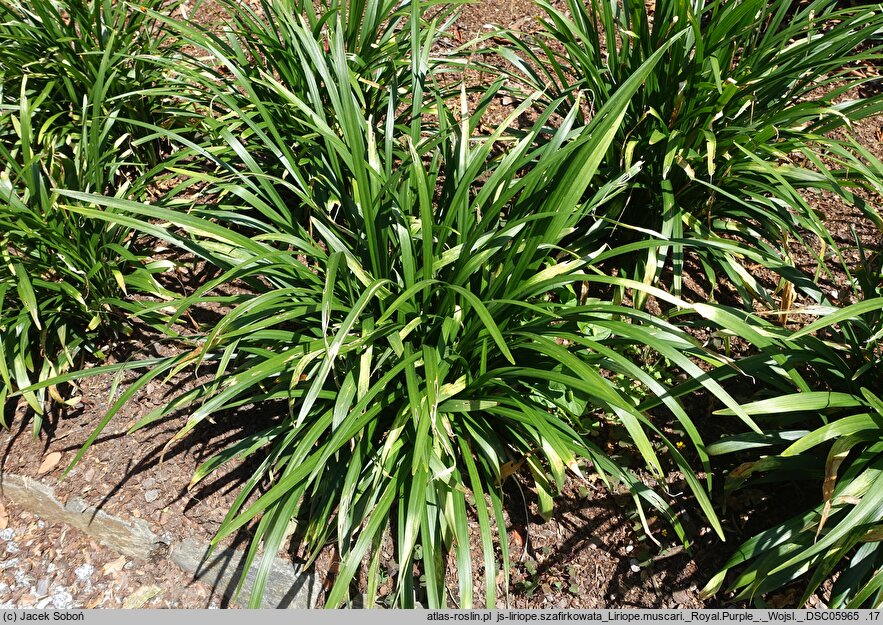 Liriope muscari Royal Purple