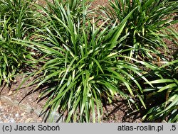 Liriope muscari Royal Purple
