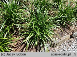 Liriope muscari Royal Purple