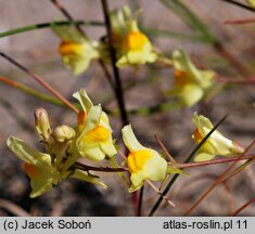 Linaria odora (lnica wonna)