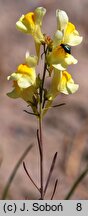 Linaria odora (lnica wonna)