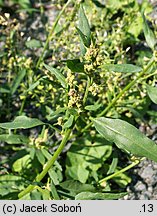 Atriplex patula (łoboda rozłożysta)