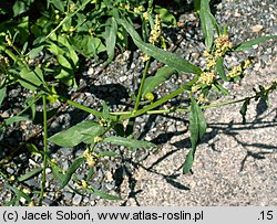 Atriplex patula (łoboda rozłożysta)