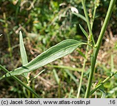 Atriplex patula (łoboda rozłożysta)