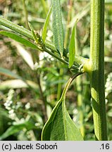 Atriplex patula (łoboda rozłożysta)