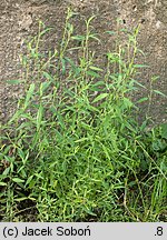 Atriplex patula (łoboda rozłożysta)