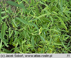 Atriplex patula (łoboda rozłożysta)