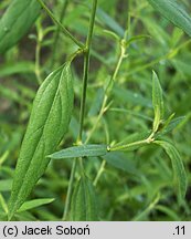 Atriplex patula (łoboda rozłożysta)