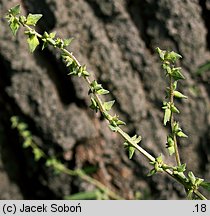 Atriplex patula (łoboda rozłożysta)