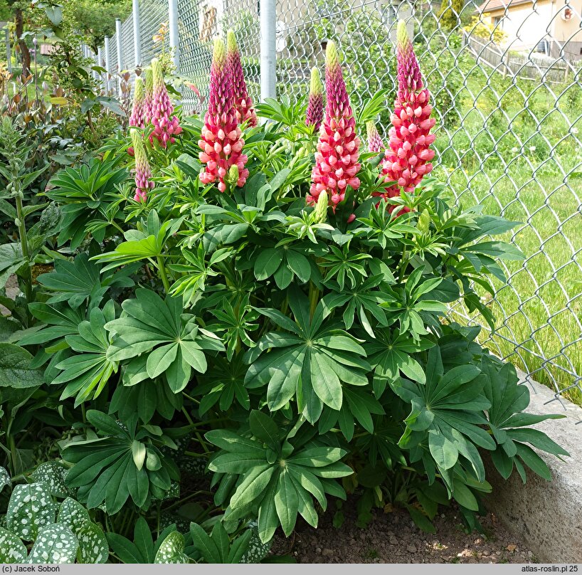 Lupinus hybridus (łubin ogrodowy)