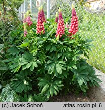 Lupinus hybridus (łubin ogrodowy)