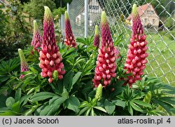 Lupinus hybridus (łubin ogrodowy)