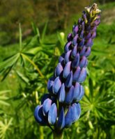 Lupinus polyphyllus