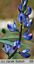 Lupinus angustifolius (łubin wąskolistny)