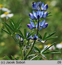 Lupinus angustifolius (łubin wąskolistny)