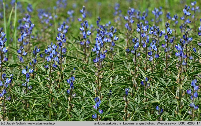 Lupinus angustifolius (łubin wąskolistny)