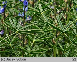 Lupinus angustifolius (łubin wąskolistny)