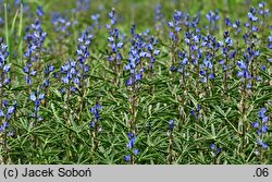 Lupinus angustifolius (łubin wąskolistny)