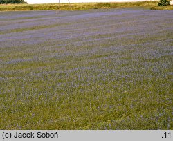 Lupinus angustifolius (łubin wąskolistny)