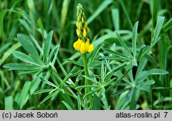 Lupinus luteus (łubin żółty)