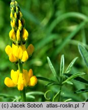 Lupinus luteus (łubin żółty)