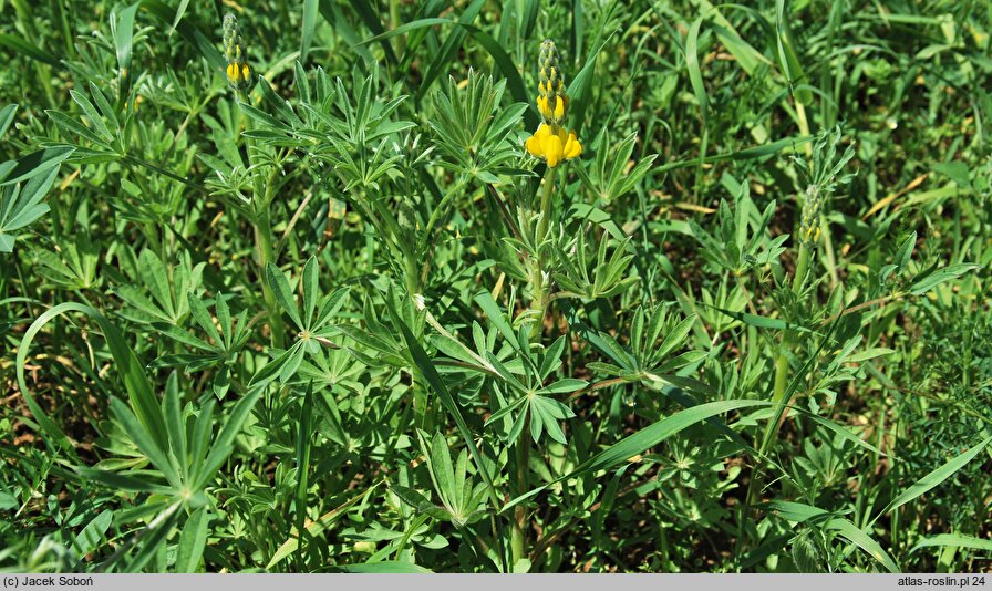 Lupinus luteus (łubin żółty)