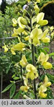 Thermopsis lanceolata