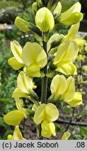 Thermopsis lanceolata